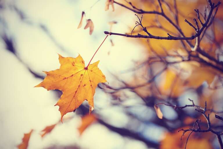 Lonely yellow maple leaf on a branch late fall.